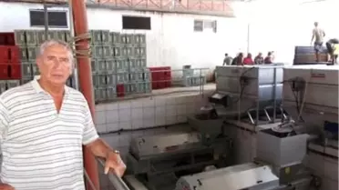 Şarköy'de Üzüm Alım Kampanyası Dönemi Başladı