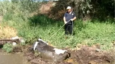 İtfaiyenin Bataklıkta İnek Kurtarma Operasyonu
