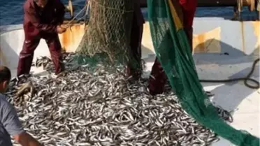 Su Ürünleri Av Yasağı 1 Eylül'de Sona Eriyor