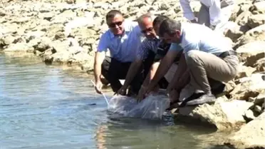 Tokat'ta 12 Gölete 40 Bin Balık Yavrusu Bırakılı