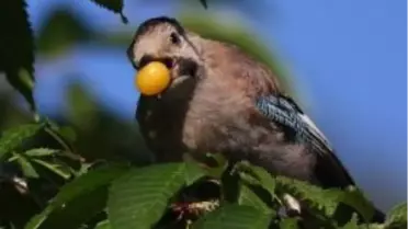 Kuşlar da Ölüleri İçin 'Cenaze Töreni' Yapıyor