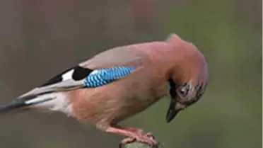 Kuşlar da Cenaze Töreni Yapıyor