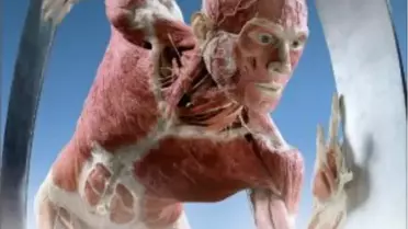 Body Worlds Ankara'da!