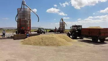 Gönen de Çeltik Ekimi Azaldı