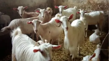 Orköy'den Saanen Keçisine Destek