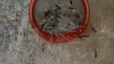 Senoz Vadisi'ne 5 Bin Yavru Alabalık Salındı