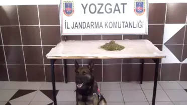 Yozgat Jandarma'dan Esrar Operasyonu