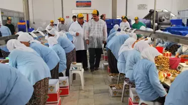 Aydın'da İncir Bereketi