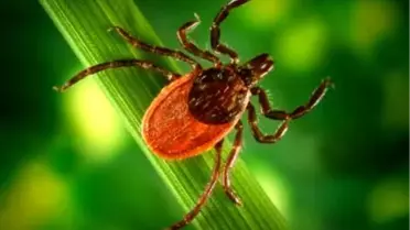 Kene Samsun'da Can Aldı