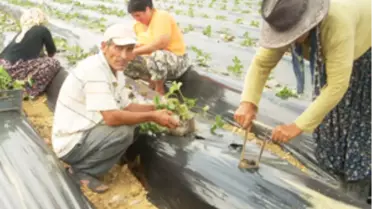 Yayladağı'nda Çilek Ekimine Başlandı