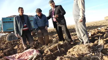 Uzmanlar Ereğli'de Siyah Havucu İnceledi