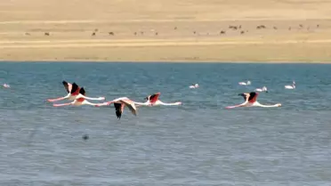 3. Van Erçek Gölü Flamingo Festivali
