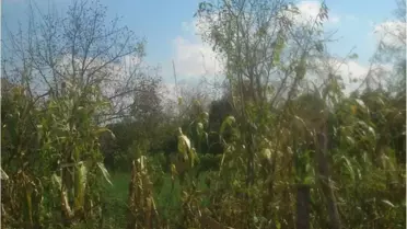 Sakarya Gıda, Tarım ve Hayvancılık İl Müdürü Abdullah Keskin, Amerikan Beyaz Kelebeği'nin...