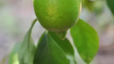 Limon Hasadı Tatlı Başladı