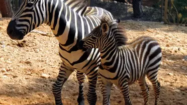 Antalya Hayvanat Bahçesi'nde Tatlı Telaş