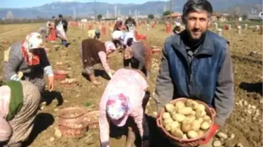 Yerli Patates Tohumu Üretildi