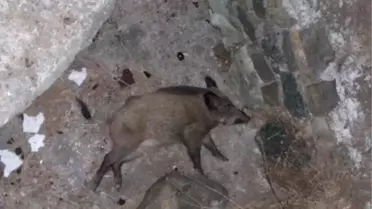 Otomobilin Çarptığı Yavru Domuz Telef Oldu