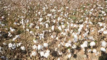 Nazilli'de Makineli Pamuk Hasadı Başladı