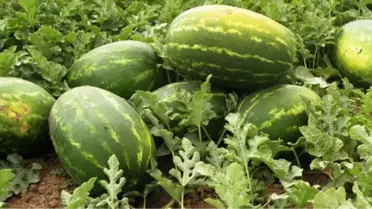 Karpuz Pekmezi, Üzüm Pekmezinin Alternatifi Oldu