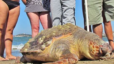 Kuşadası Körfezi'nde Ölü Bir Caretta Caretta Bulundu