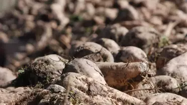 Traktör Sürücülerine 'Azrail'in Yardımcısı Olmayın' Uyarısı