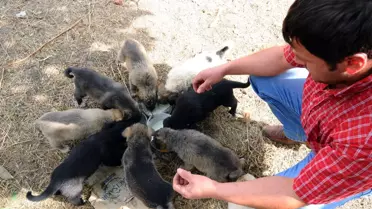 Çay Satarak Yavru Köpekleri Besliyor