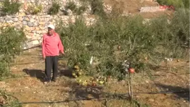 Nar ve Muz Üreticisine Dolu Darbesi