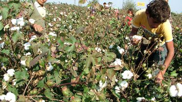 Sökeli Üreticiye Başakçı Uyarısı