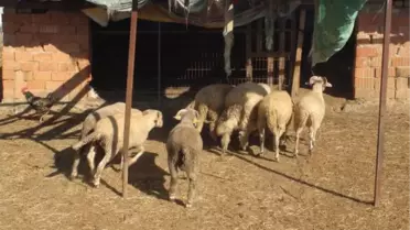 'Ayşegül'ü Bulana Bin Lira Ödül