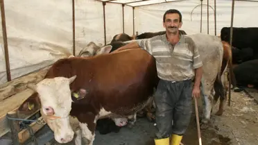 Kurbanlıklar İstanbul'a Giriş Yapmaya Başladı