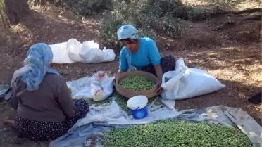 Derik'te Zeytin Hasadı Başladı