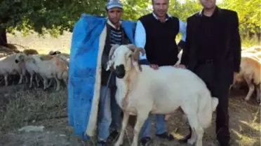 İhsan Akın Kaliteli ve Verimli koç Katımını Destekliyor