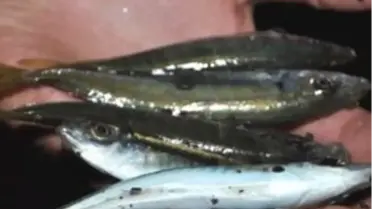 Kızkalesi'nde Balıklar, Sahile Vurdu