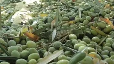 Derik'te Zeytin Hasadı Başladı