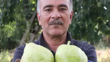 Kiloluk Armutlar Şaşırtıyor