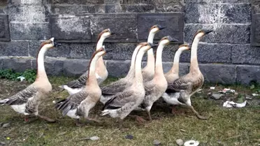 Kurban Pazarında İngiliz Kazlarına Yoğun İlgi
