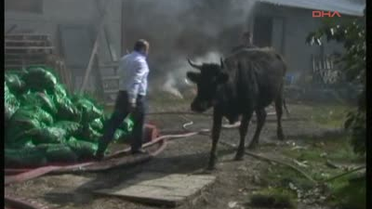 Bolu Yanan Ahırdan Hayvanlar Kurtarıldı Yanan Ahırdan Hayvanlar Kurtarıldı