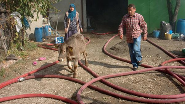 Yanan Ahırdan Hayvanlar Kurtarıldı