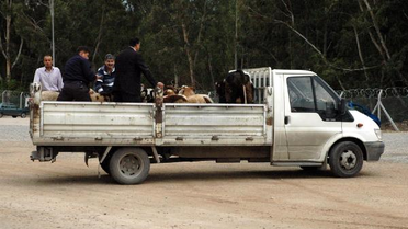 Suriyeli Türkmen'ler İçin 110 Kurban Kesip, 'Kara Yahni' Yaptılar