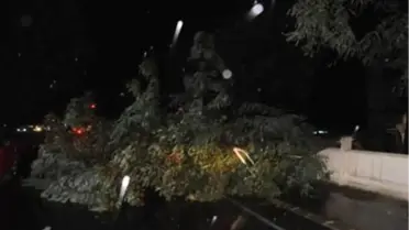 Çorlu'da Fırtına Ağaç Devirdi