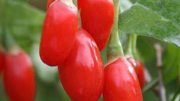 'Süper Üzüm' Goji Berry Alanya'yı Sevdi