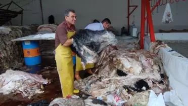 Thk Lapseki'de 2 Bin Kurban Derisi Topladı