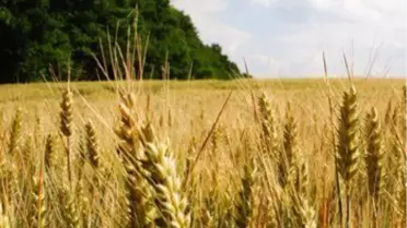 Balıkesir Ticaret Borsası