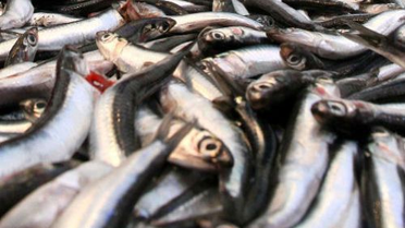 Karadeniz'deki Hamsilerin 'Nüfus Sayımı' Başladı