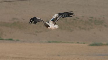 Küçük Akbabalar İlk Kez Uydudan İzleniyor