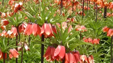 Hakkari'ye Binlerce Ters Lale Tohumu Ekilecek