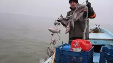 Palamut Bitti, Sazan İhracatı Arttı