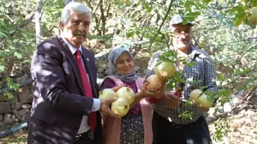 Tescilli Narın Hasadına Başlandı