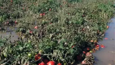 Kuvvetli Yağışların Üreticiye Etkisi