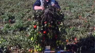 Güney Marmara'daki Kuvvetli Yağışların Üreticiye Etkisi